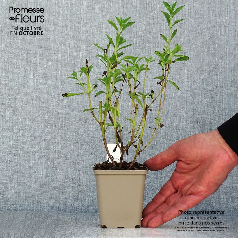 Amostra de Estévia - Stevia rebaudiana Vaso de 8/9 cm tal como entregue no outono