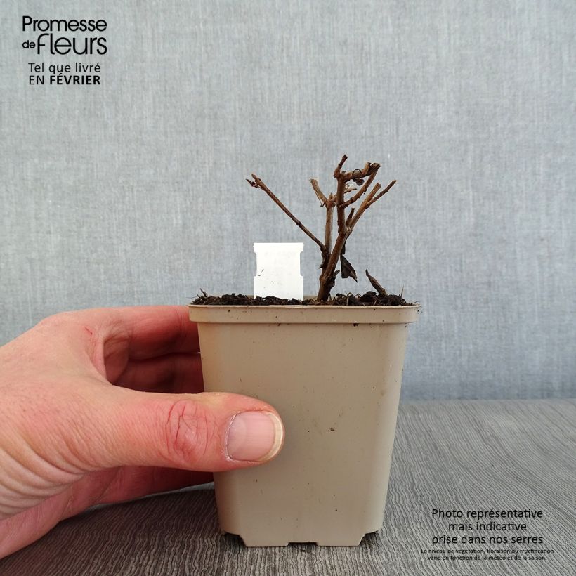 Amostra de Stevia rebaudiana Vaso de 8/9 cm tal como entregue no inverno