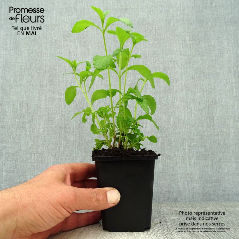 Amostra de Estévia - Stevia rebaudiana Vaso de 8/9 cm tal como entregue na primavera
