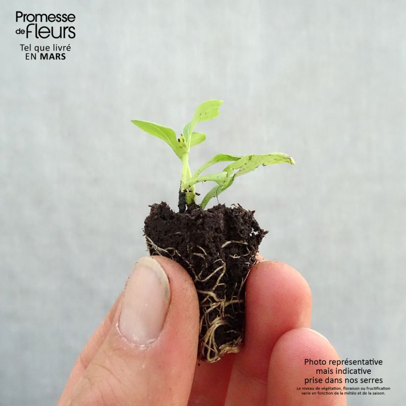 Amostra de Stevia rebaudiana Sweet Honey en plants Mini-motte Ø 3/4 cm tal como entregue na primavera