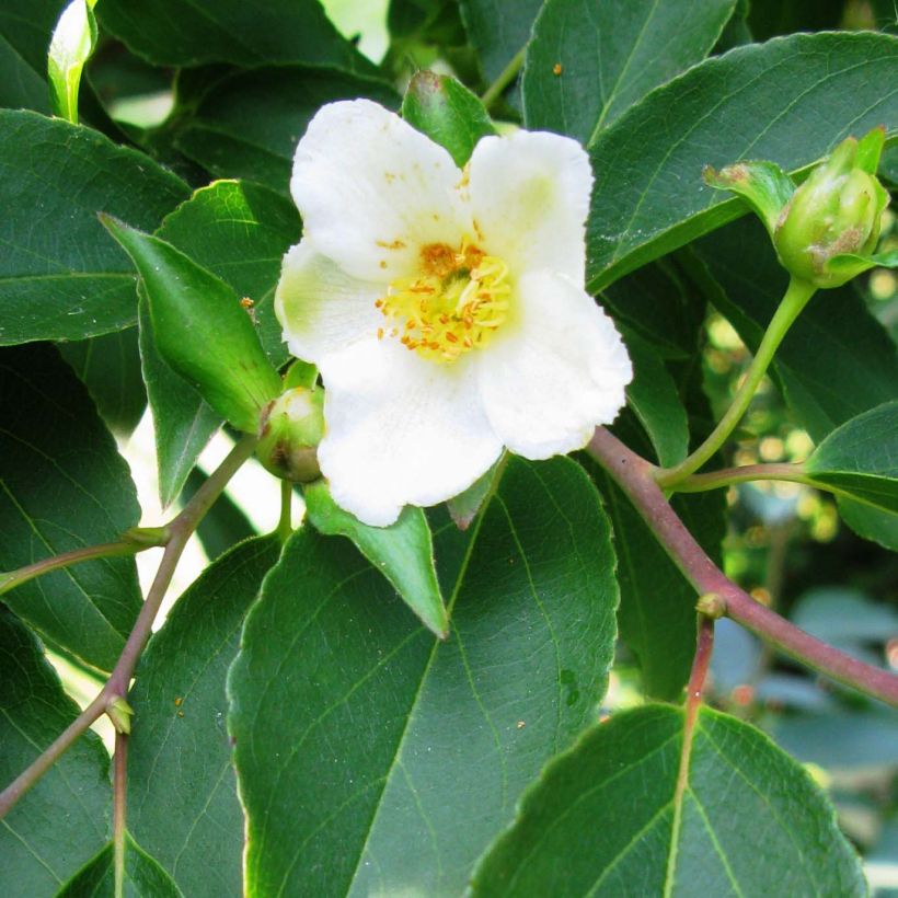 Stewartia monadelpha (Floração)