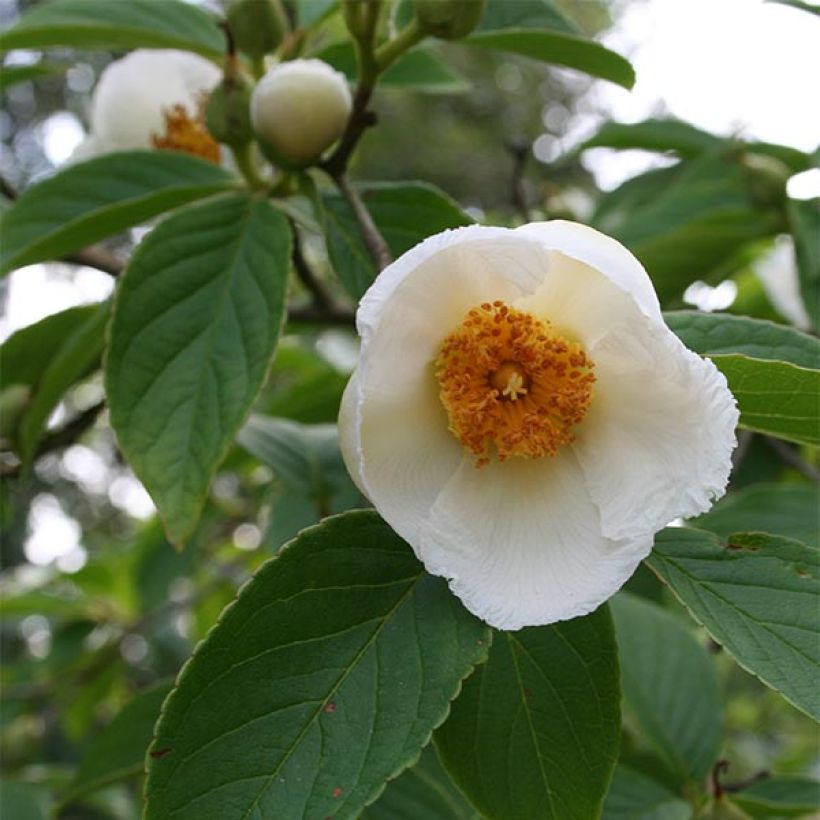 Stewartia pseudocamellia (Floração)