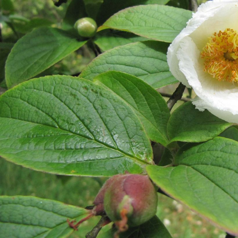 Stewartia pseudocamellia Koreana (Folhagem)