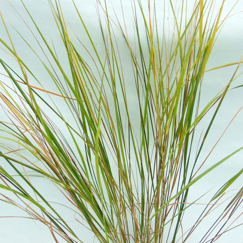 Stipa arundinacea (Folhagem)