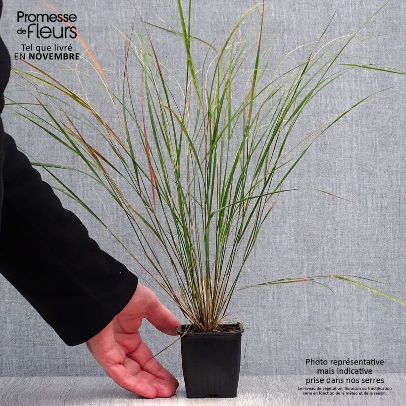 Amostra de Stipa arundinacea Vaso de 8/9 cm tal como entregue no outono