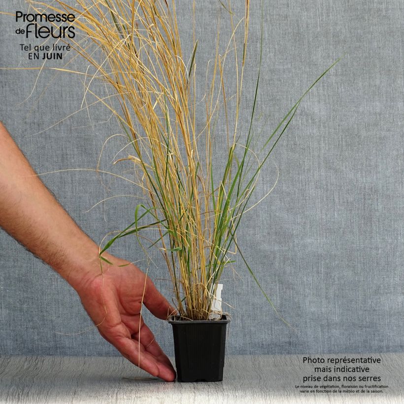 Amostra de Stipa arundinacea Vaso de 8/9 cm tal como entregue no verão