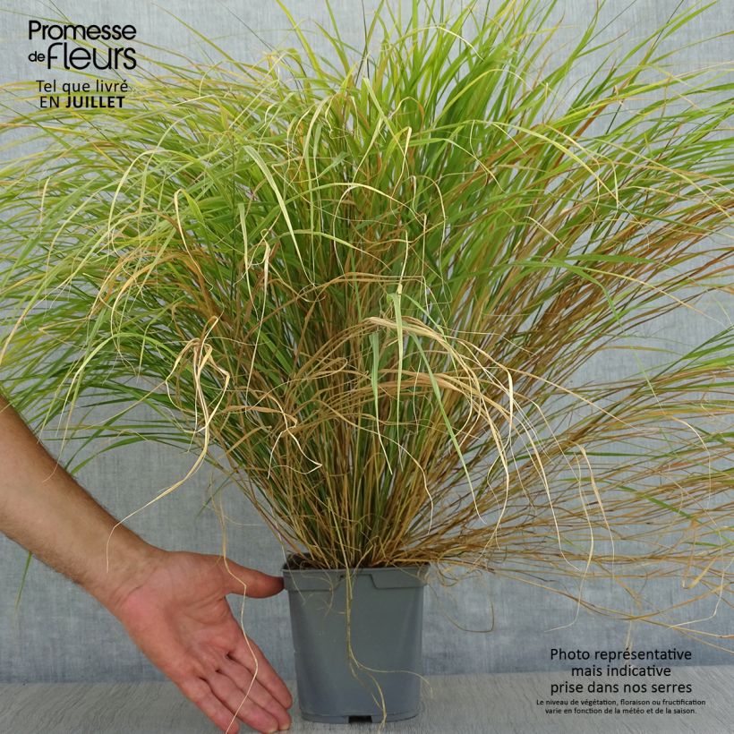 Amostra de Stipa arundinacea Vaso de 2 L/3 L tal como entregue no verão