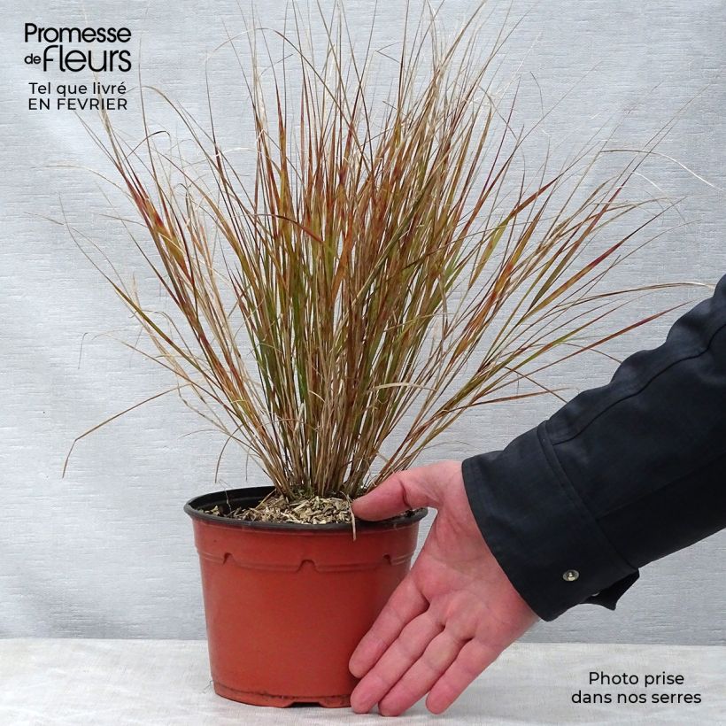 Amostra de Stipa arundinacea - Anemanthele lessoniana Vaso de 2 L/3 L tal como entregue no inverno