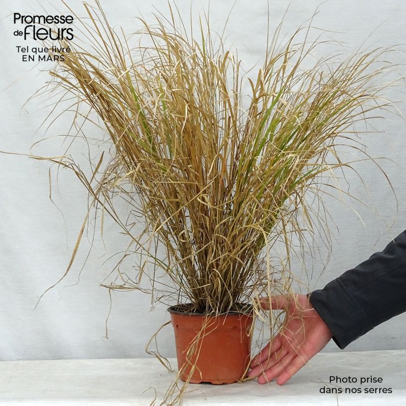 Amostra de Stipa arundinacea Sirocco Vaso de 2 L/3 L tal como entregue na primavera
