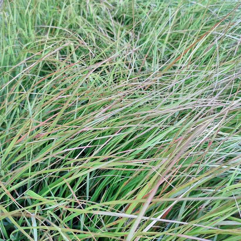Stipa arundinacea Sirocco (Folhagem)