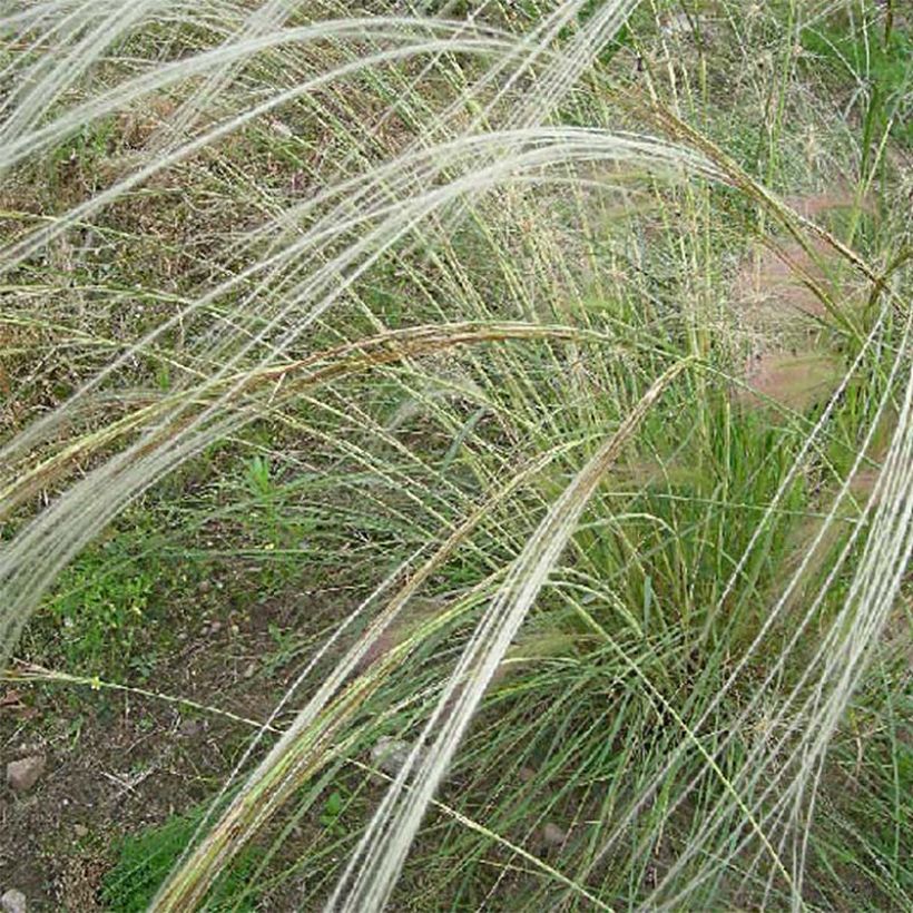 Stipa barbata (Floração)