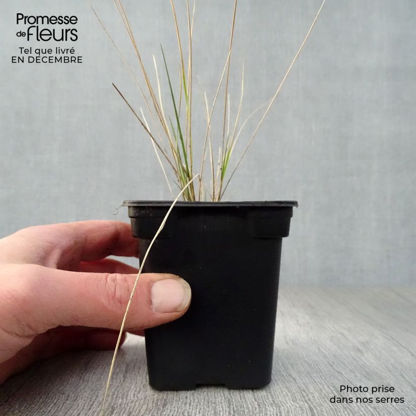 Amostra de Stipa barbata Vaso de 7/8 cm tal como entregue no inverno