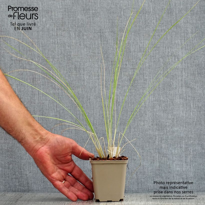 Amostra de Stipa barbata Vaso de 7/8 cm tal como entregue no verão