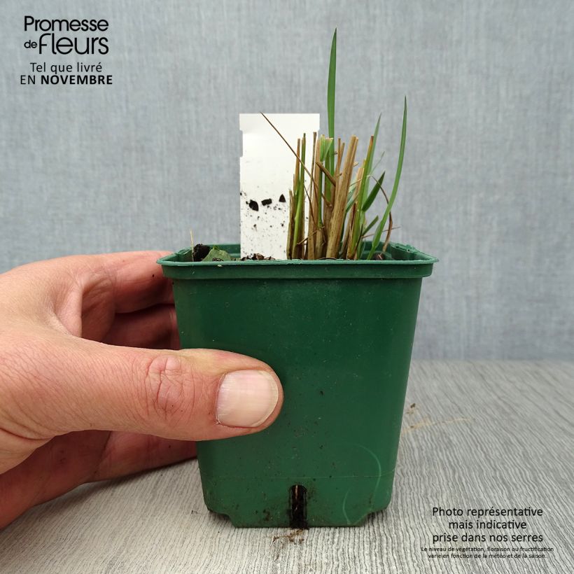 Amostra de Stipa calamagrostis Vaso de 8/9 cm tal como entregue no outono