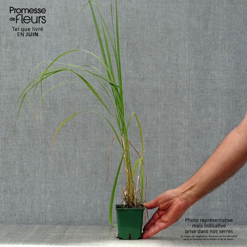 Amostra de Stipa calamagrostis Vaso de 8/9 cm tal como entregue no verão