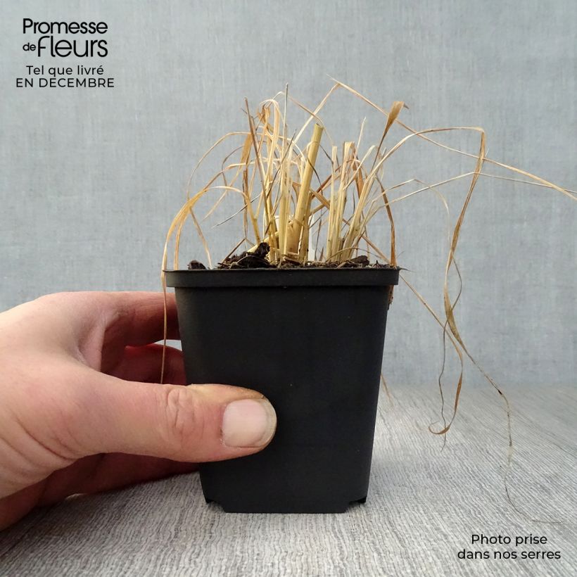 Amostra de Stipa calamagrostis - Achnaterum Vaso de 8/9 cm tal como entregue no inverno