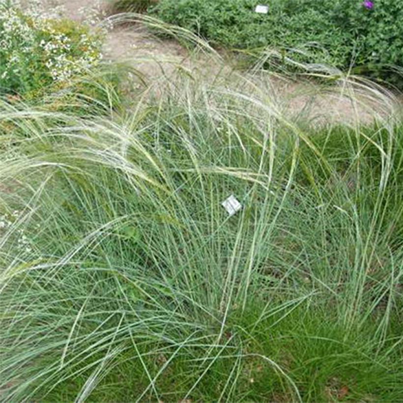 Stipa capillata (Hábito)