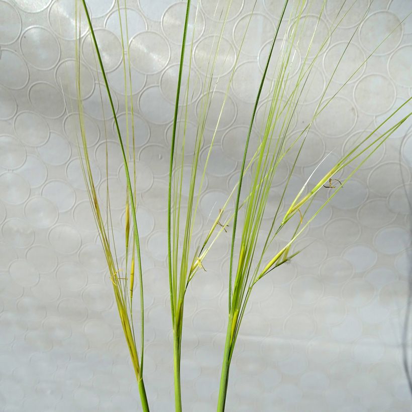 Stipa capillata (Floração)