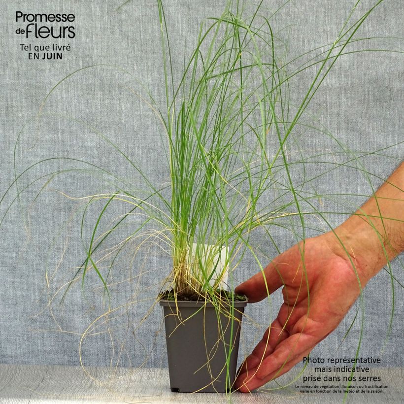 Amostra de Stipa capillata Vaso de 8/9 cm tal como entregue no verão
