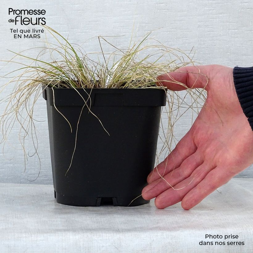 Amostra de Stipa capillata Vaso de 2 L/3 L tal como entregue na primavera