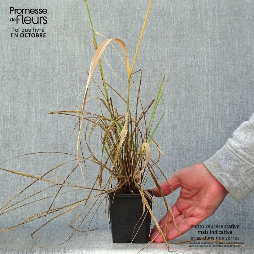 Amostra de Stipa extremiorientalis Vaso de 8/9 cm tal como entregue no outono