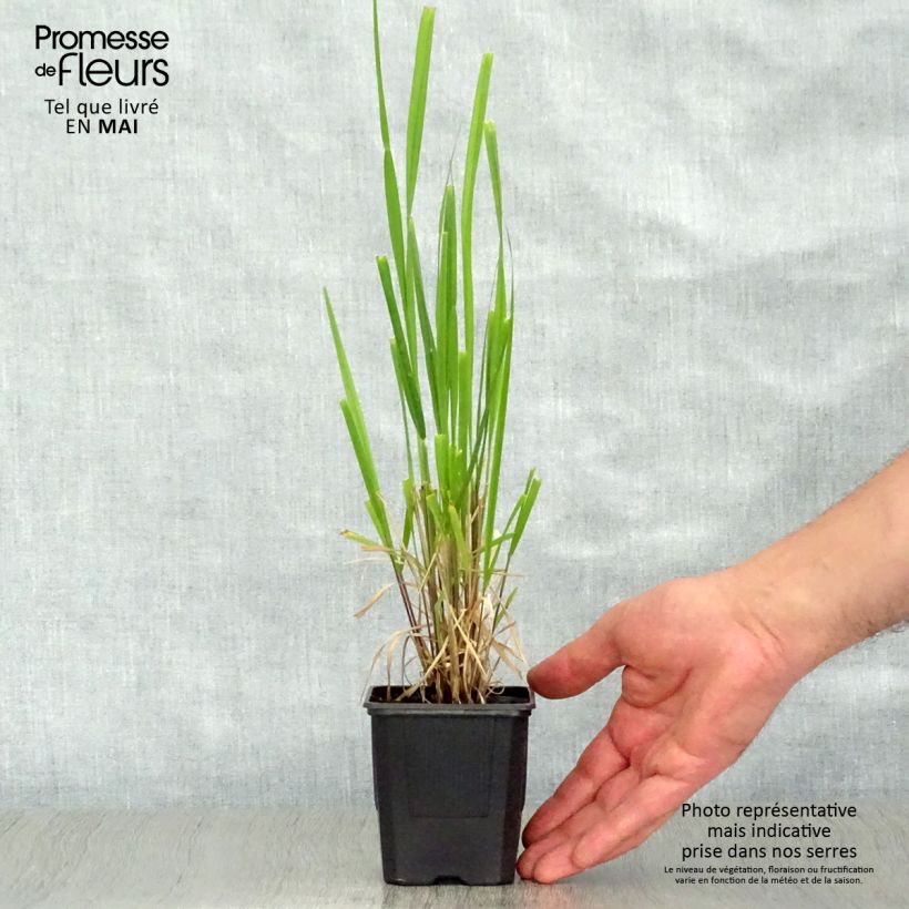 Amostra de Stipa extremiorientalis Vaso de 8/9 cm tal como entregue na primavera