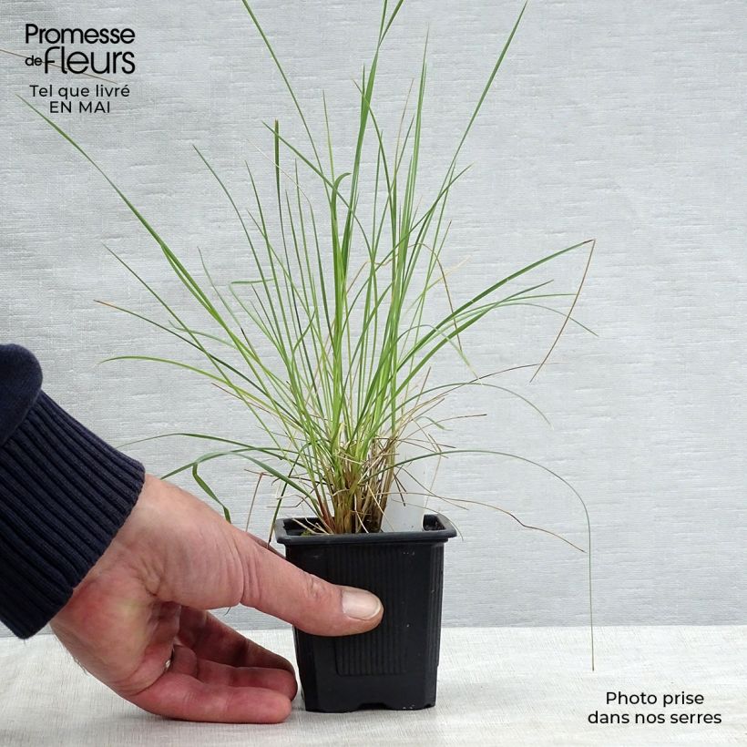 Amostra de Stipa gigantea Vaso de 8/9 cm tal como entregue na primavera