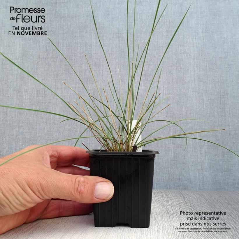 Amostra de Stipa gigantea Vaso de 8/9 cm tal como entregue no outono