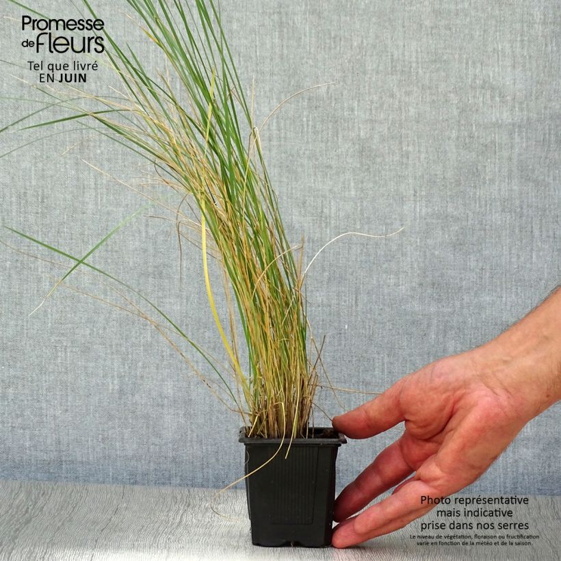Amostra de Stipa gigantea Vaso de 8/9 cm tal como entregue no verão