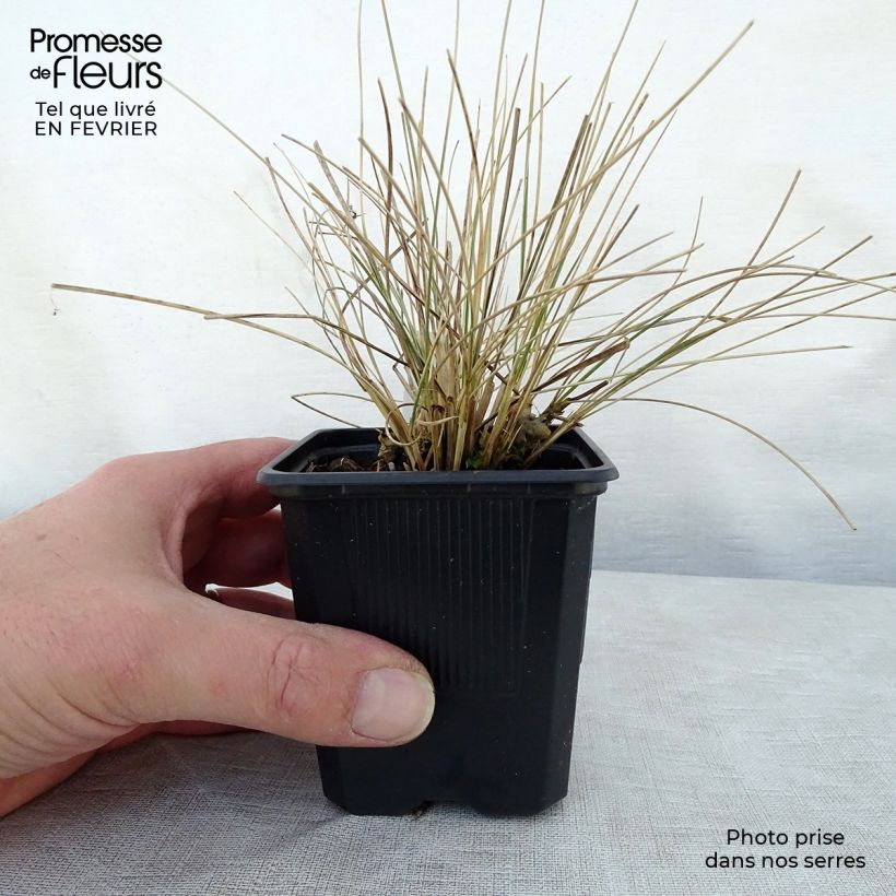 Amostra de Stipa gigantea - Stipe géante Vaso de 8/9 cm tal como entregue no inverno