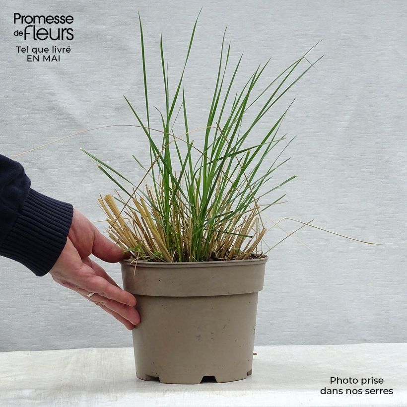 Amostra de Stipa gigantea Vaso de 2 L/3 L tal como entregue na primavera