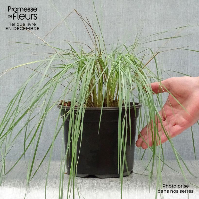 Amostra de Stipa gigantea - Stipe géante Vaso de 2 L/3 L tal como entregue no inverno