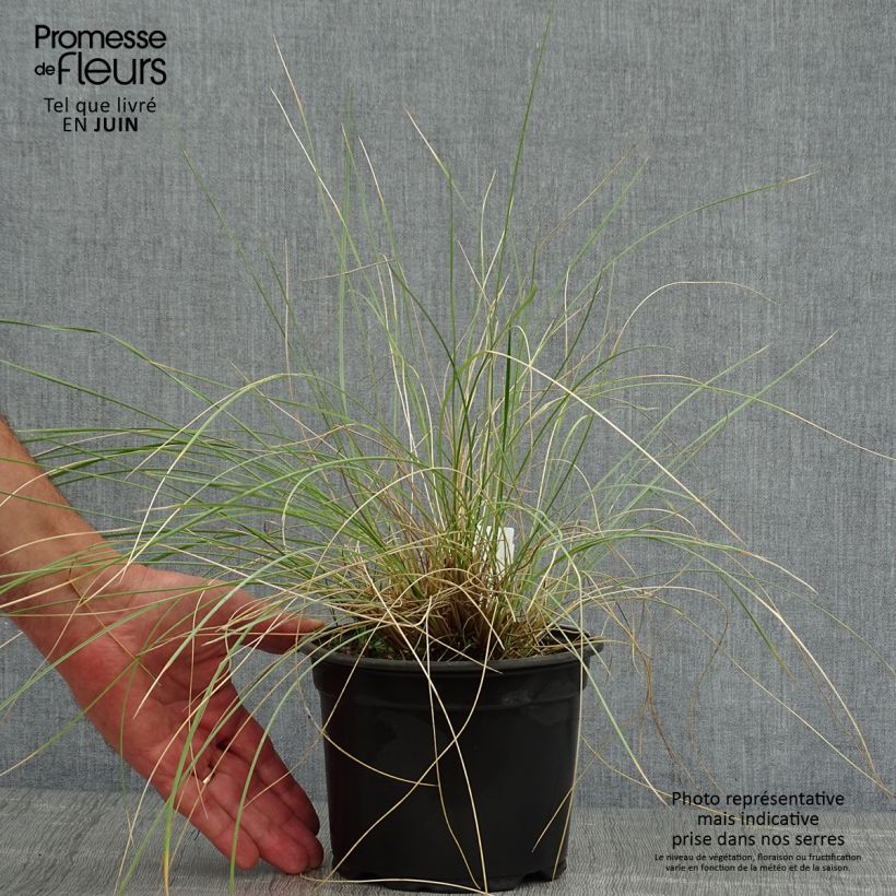 Amostra de Stipa gigantea Vaso de 2 L/3 L tal como entregue no verão