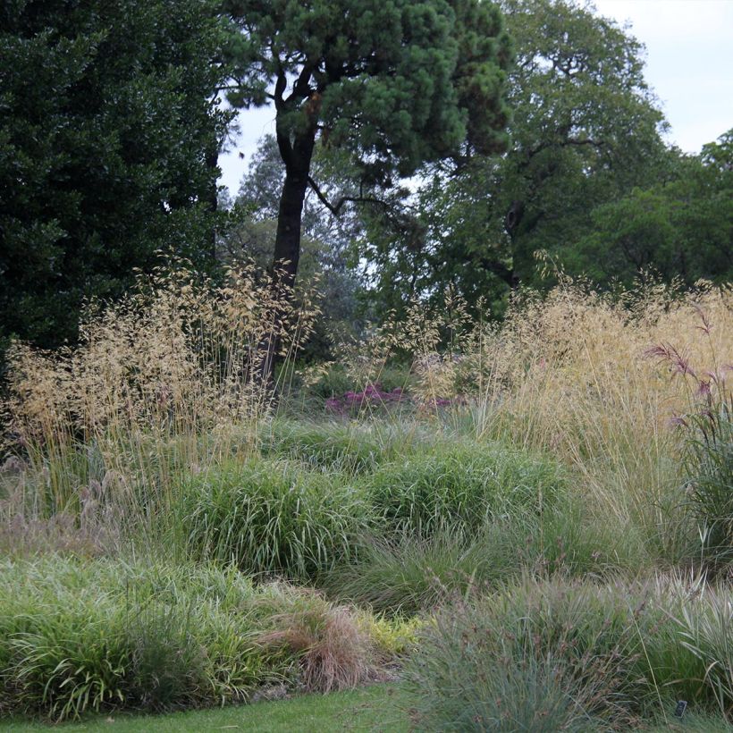 Stipa gigantea (Hábito)