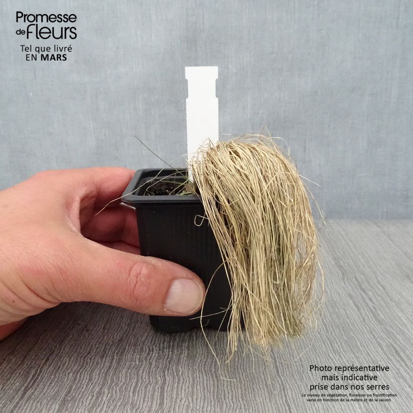 Amostra de Stipa ichu Vaso de 7/8 cm tal como entregue na primavera