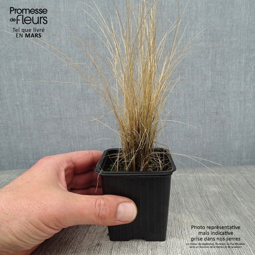 Amostra de Stipa ichu - Jarava ichu Godet de 7/8 cm tal como entregue no inverno