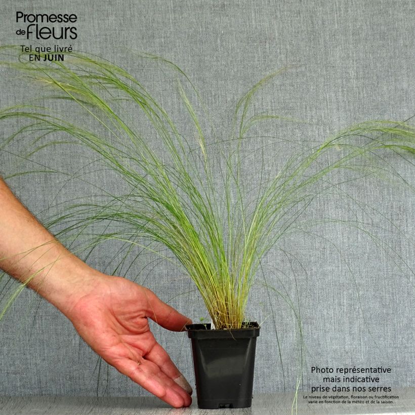 Amostra de Stipa pennata Vaso de 8/9 cm tal como entregue no verão