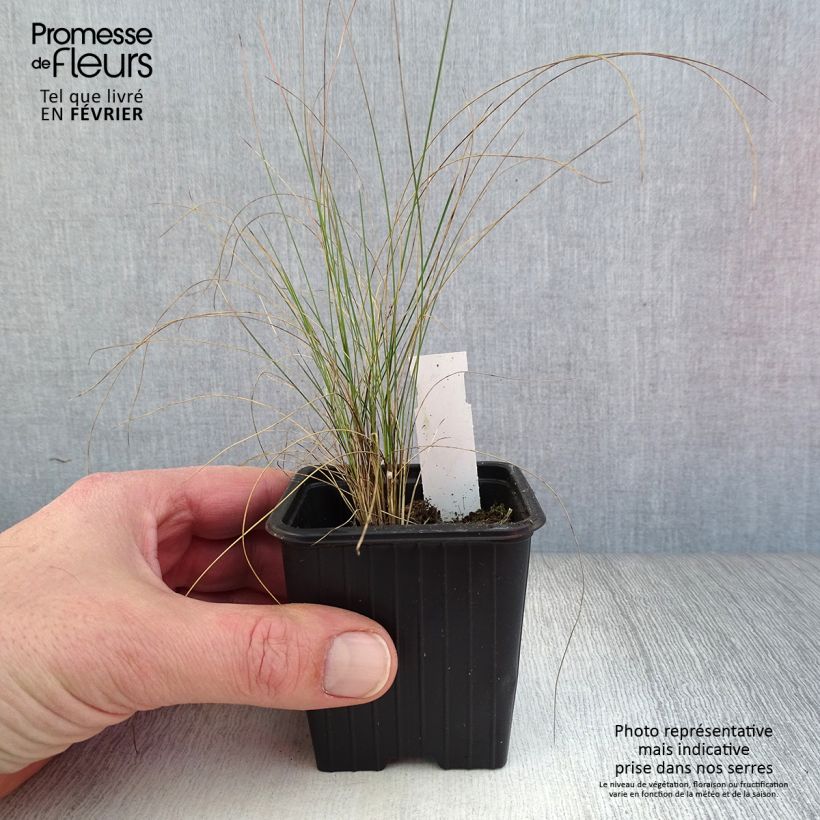 Amostra de Stipa pennata Vaso de 8/9 cm tal como entregue no inverno