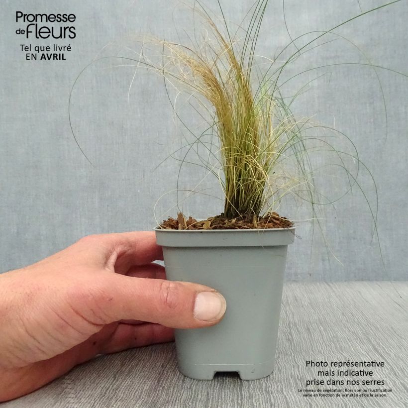 Amostra de Stipa pennata Vaso de 8/9 cm tal como entregue na primavera