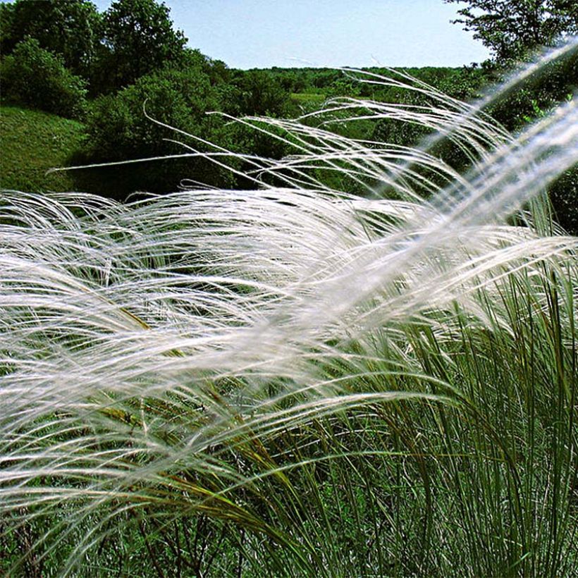 Stipa pulcherrima (Floração)