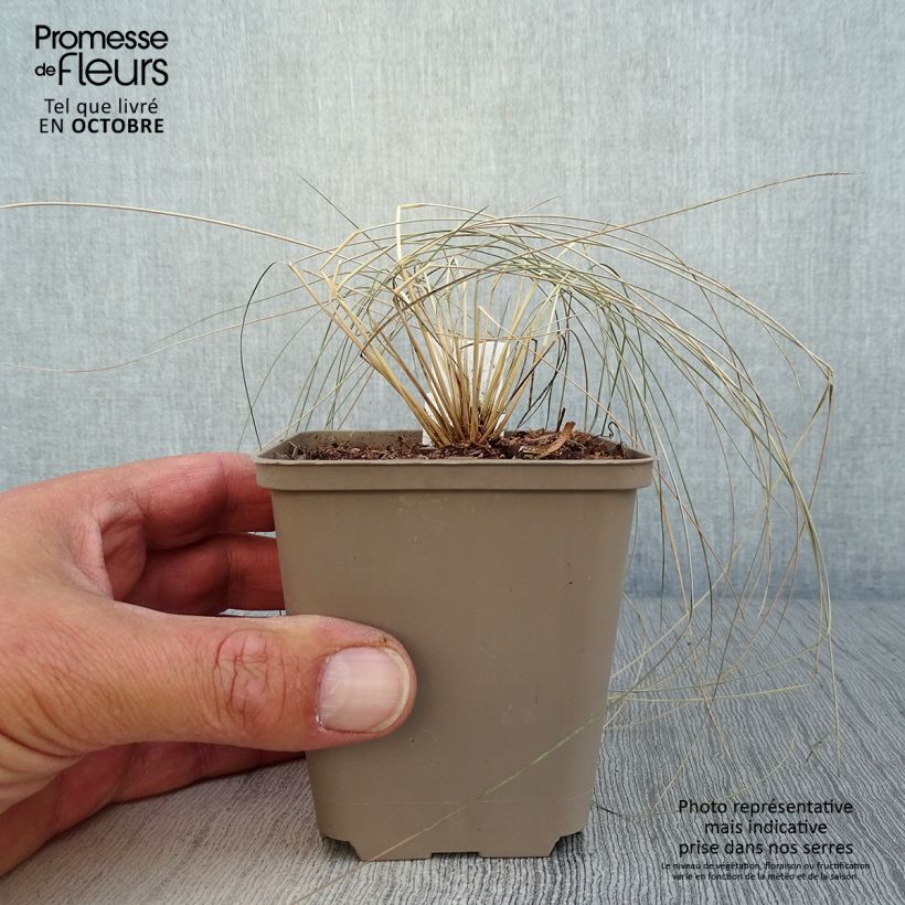 Amostra de Stipa pulcherrima Vaso de 8/9 cm tal como entregue no outono