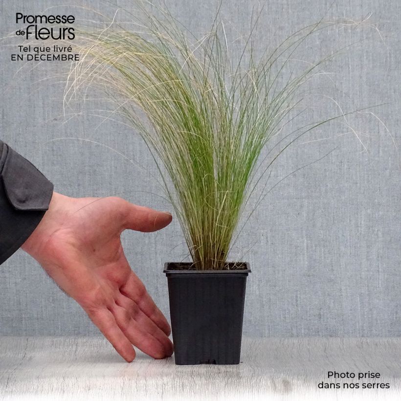 Amostra de Stipa tenuifolia Pony Tails Vaso de 7/8 cm tal como entregue no inverno