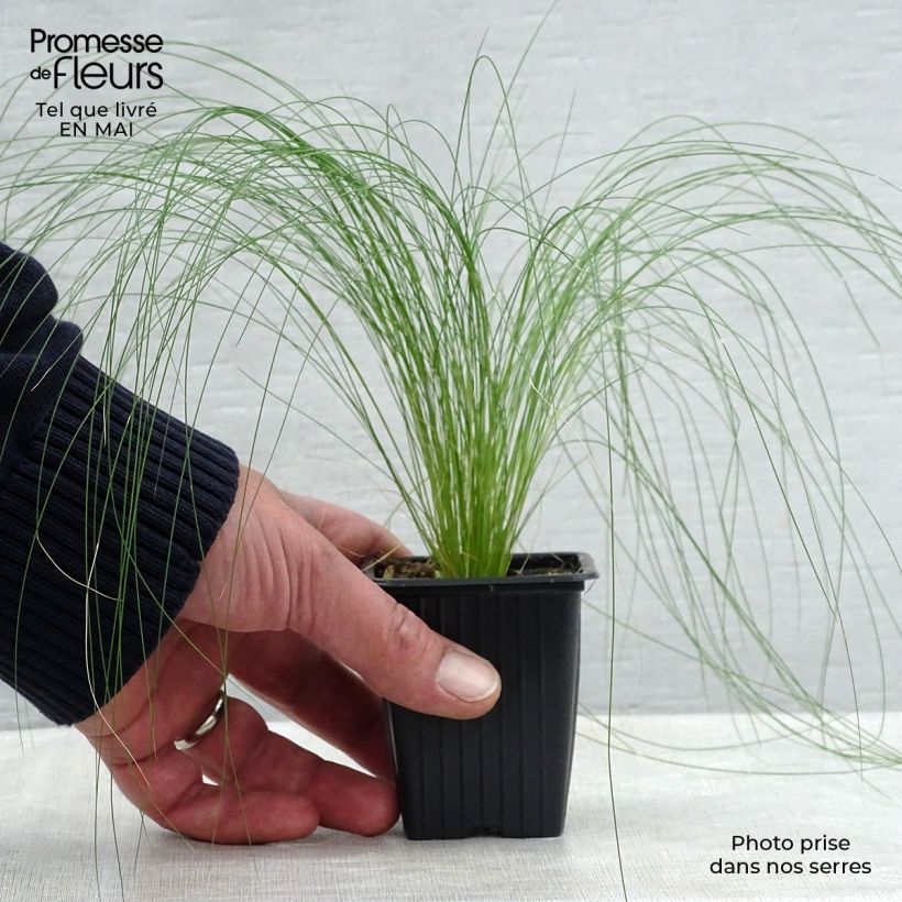 Amostra de Stipa tenuifolia Pony Tails Vaso de 7/8 cm tal como entregue na primavera