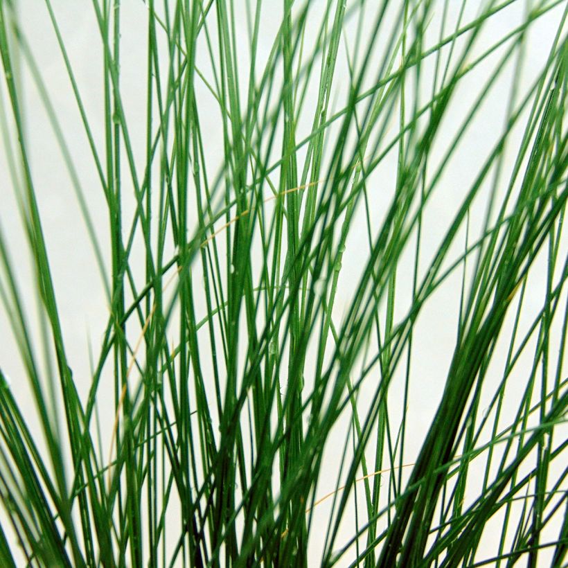 Stipa tenuifolia Pony Tails (Folhagem)