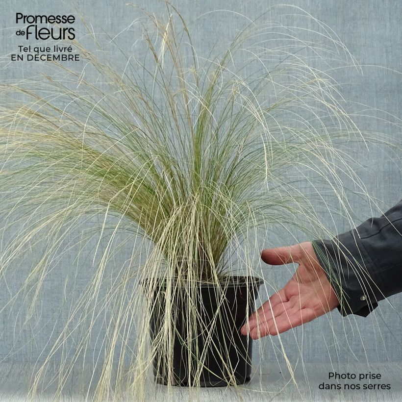 Amostra de Stipa tenuifolia Pony Tails Vaso de 2 L/3 L tal como entregue no inverno