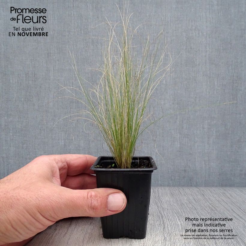 Amostra de Stipa tenuifolia Pony Tails Vaso de 7/8 cm tal como entregue no outono