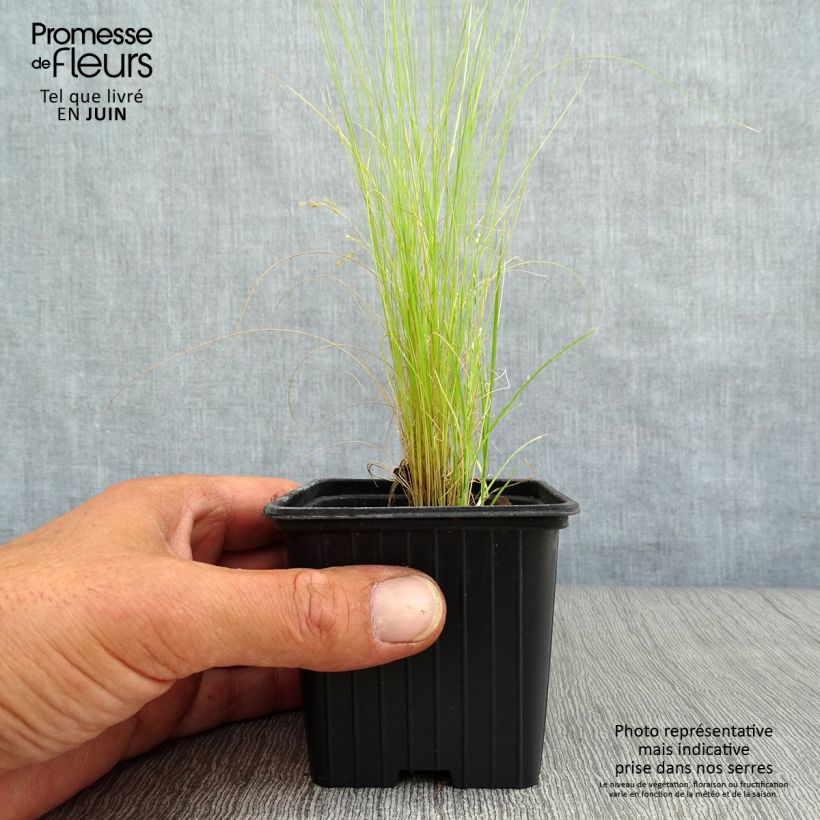 Amostra de Stipa tenuifolia Pony Tails Vaso de 7/8 cm tal como entregue no verão