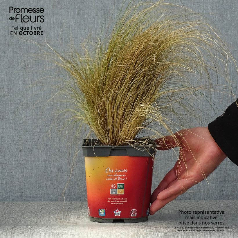 Amostra de Stipa tenuifolia Pony Tails Vaso de 2 L/3 L tal como entregue no outono