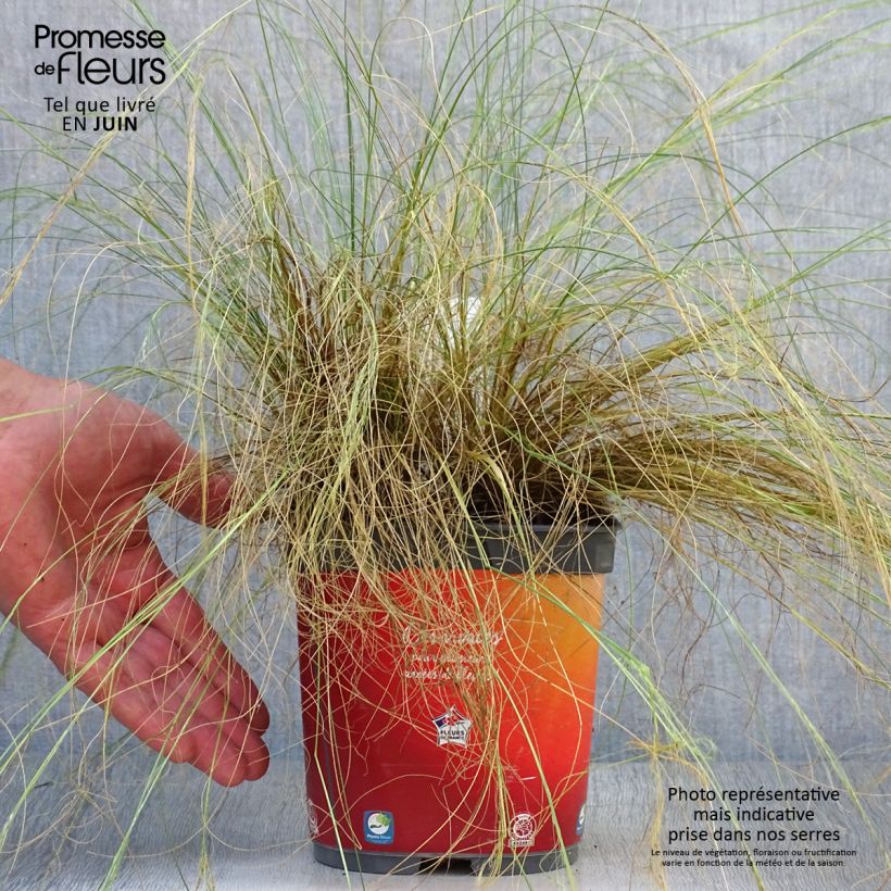 Amostra de Stipa tenuifolia Pony Tails Vaso de 2 L/3 L tal como entregue no verão