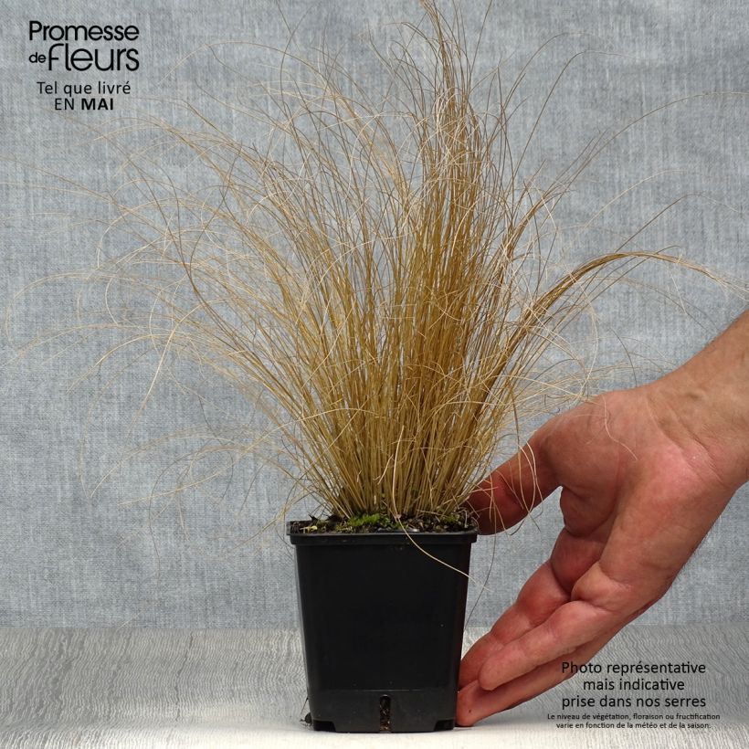 Amostra de Stipa trichotoma Palomino Vaso de 8/9 cm tal como entregue na primavera